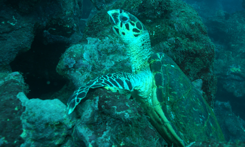 Tortuga